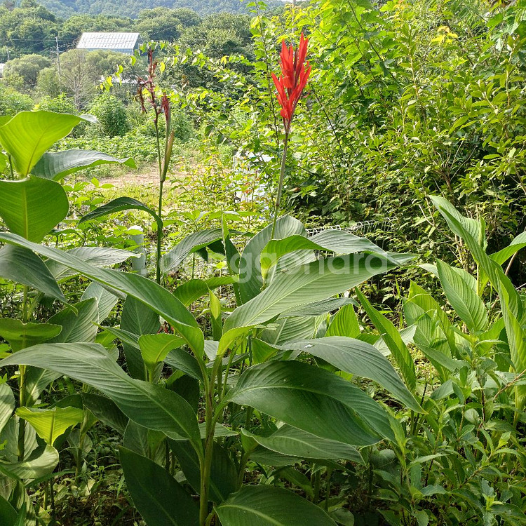칸나구근 판매--4