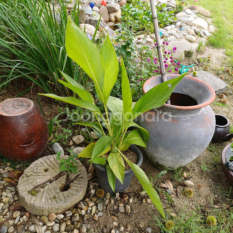 칸나구근 판매--2