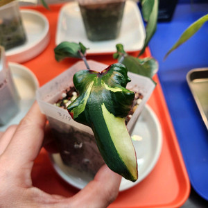 칼라디움 카오스