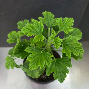 오렌지피즈 리갈제라늄