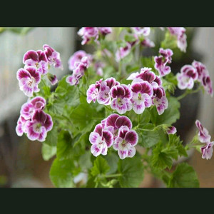 스위디스엔젤 제라늄