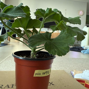 yuz메멘토모리 제라늄