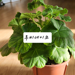 솔베이그제라늄 대품