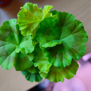 지엘그라시아 제라늄