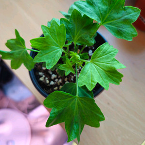 경주진 스텔라제라늄