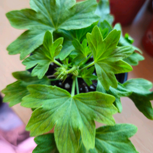 송일락 스텔라제라늄