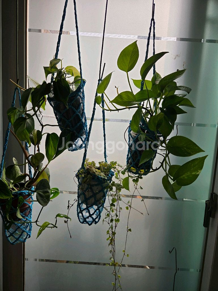 스킨답서스.옥시브라질.라니아타 행잉주머니 4종--0