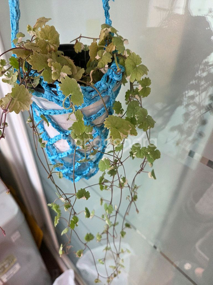 스킨답서스.옥시브라질.라니아타 행잉주머니 4종--1