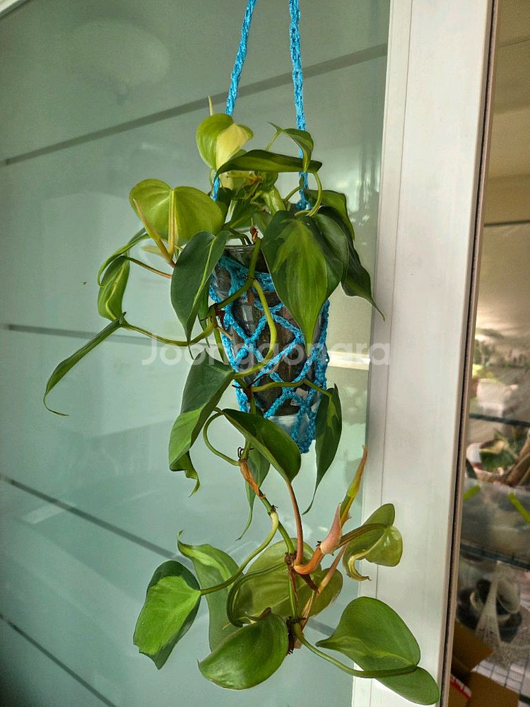 스킨답서스.옥시브라질.라니아타 행잉주머니 4종--3