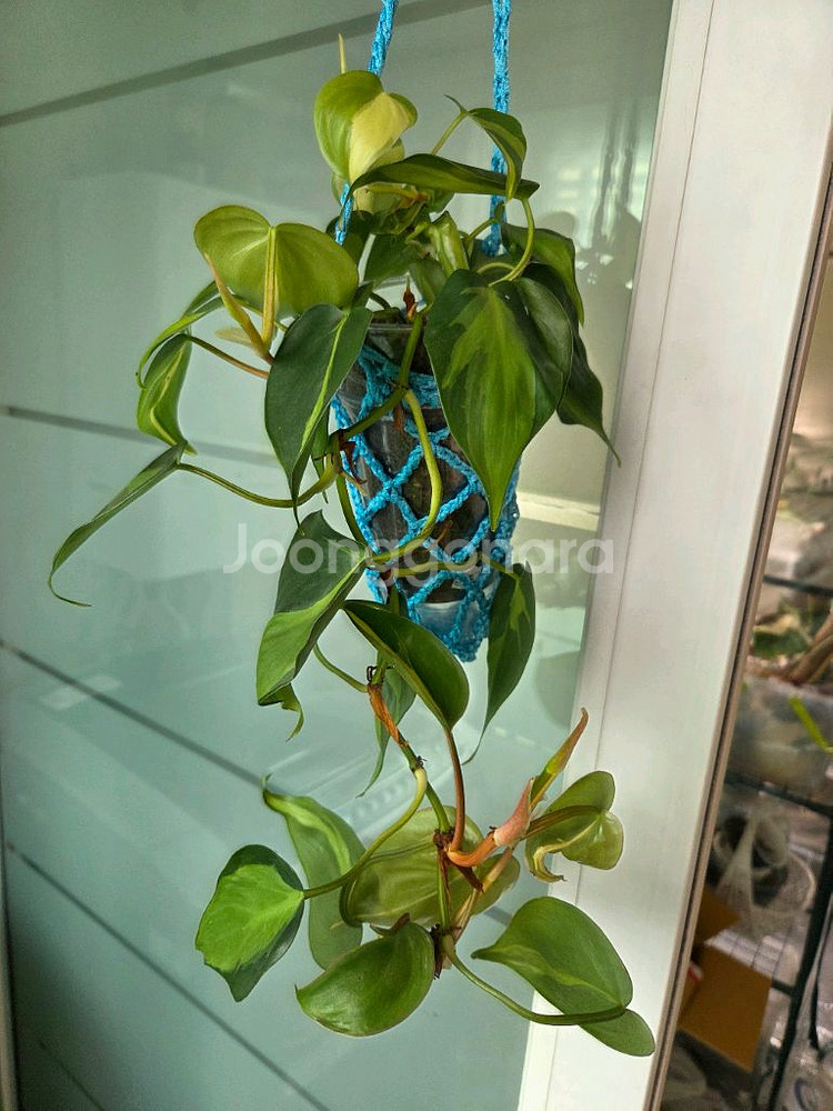 스킨답서스.옥시브라질.라니아타 행잉주머니 4종--4