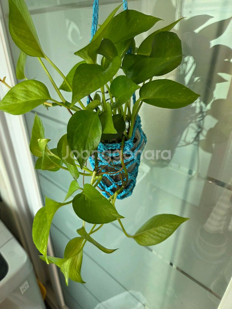 스킨답서스.옥시브라질.라니아타 행잉주머니 4종--5