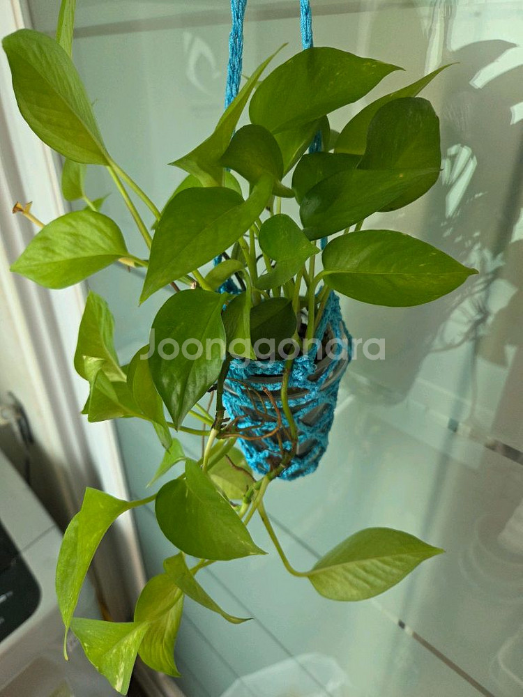 스킨답서스.옥시브라질.라니아타 행잉주머니 4종--6