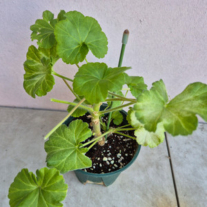 제라늄 다나에 중품