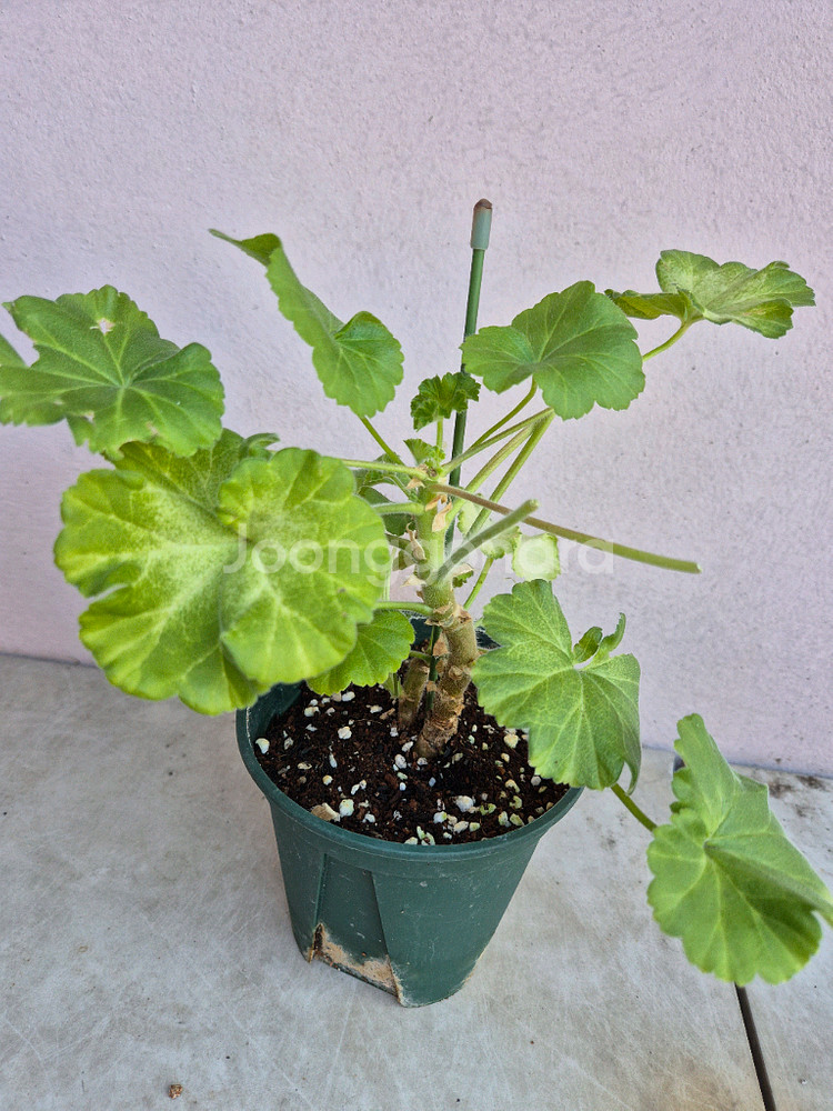 제라늄 다나에 중품--1