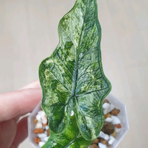 알로카시아 잭클린 미스틱