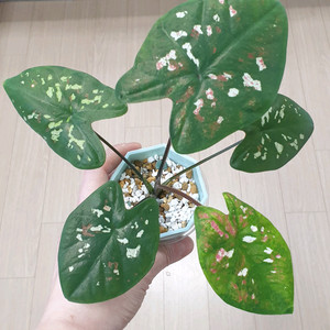 칼라디움 억만장자