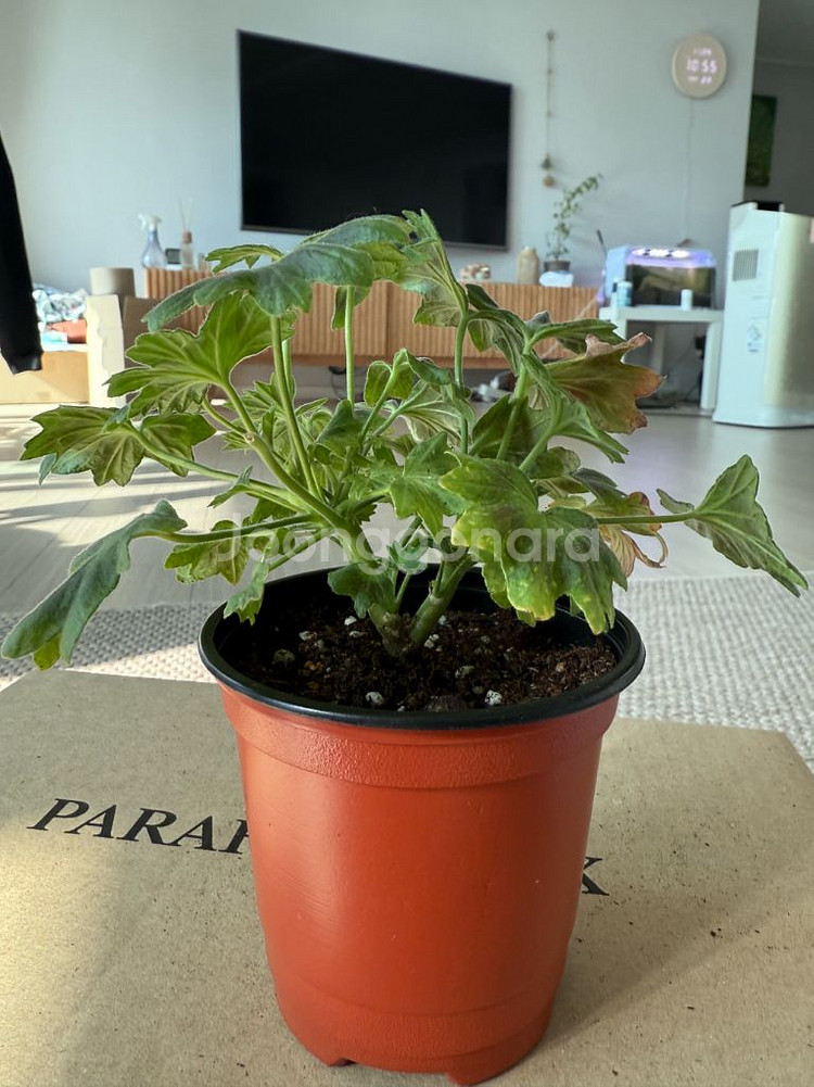 로타룬드버그 제라늄--0