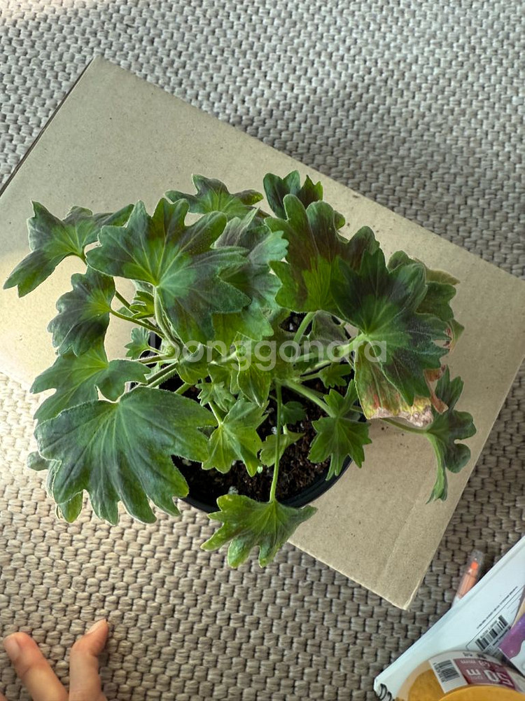 로타룬드버그 제라늄--1