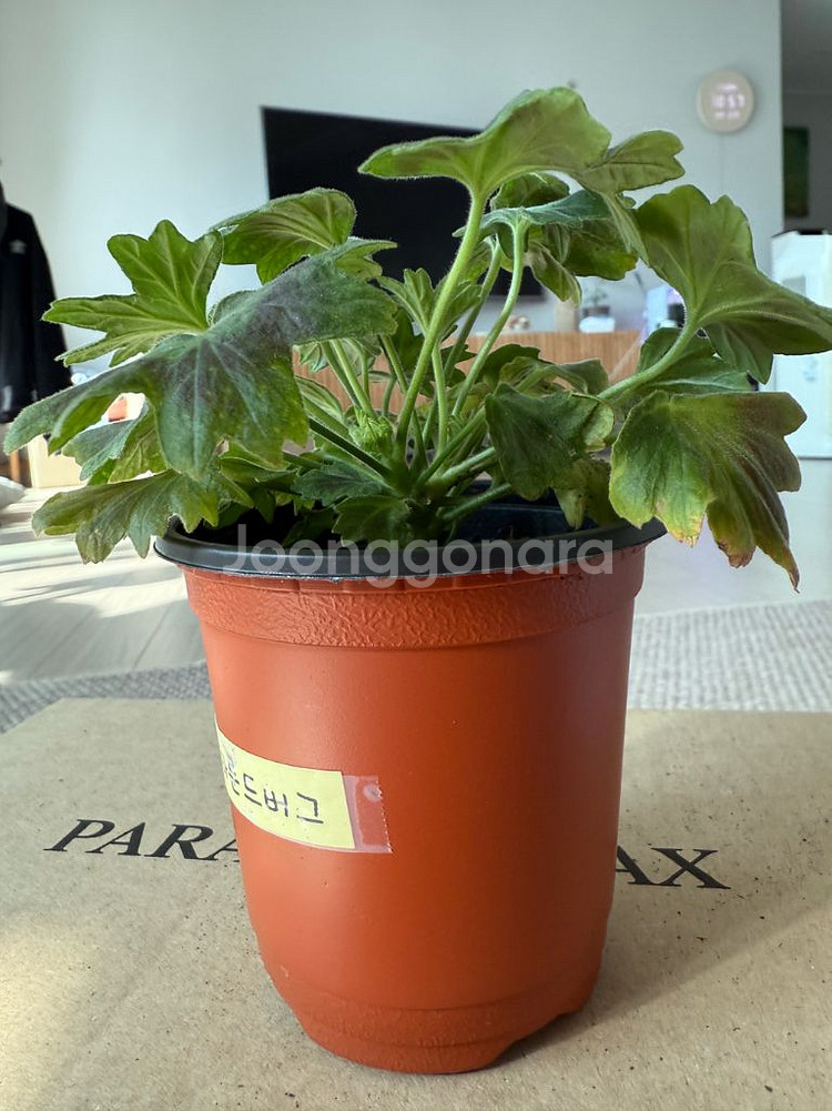 로타룬드버그 제라늄--2