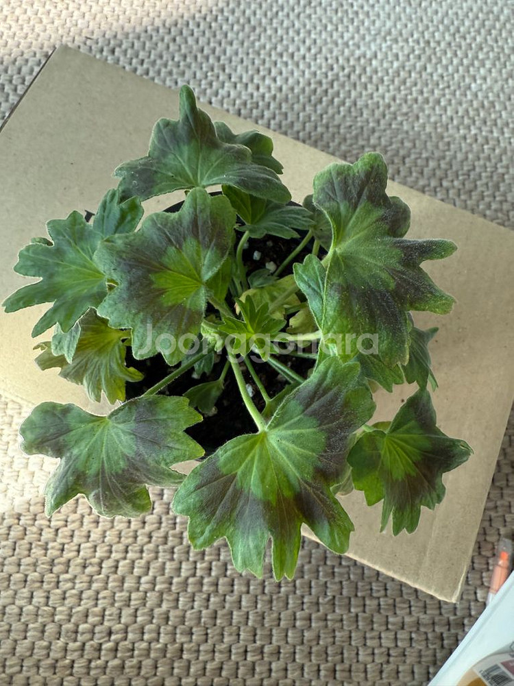 로타룬드버그 제라늄--3