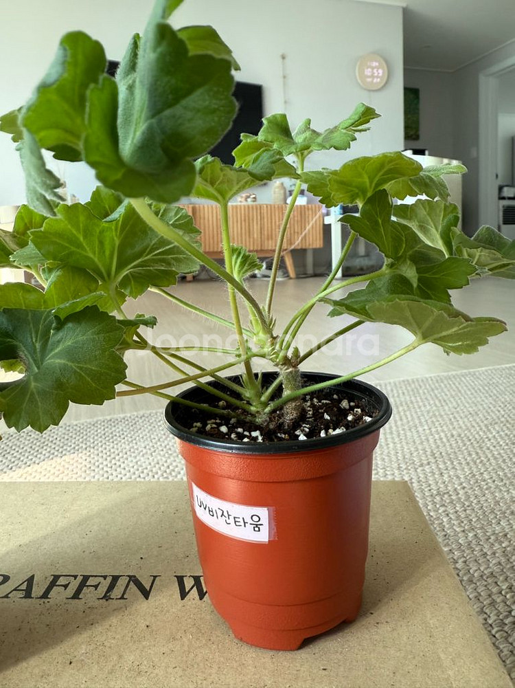 비잔티움제라늄--0