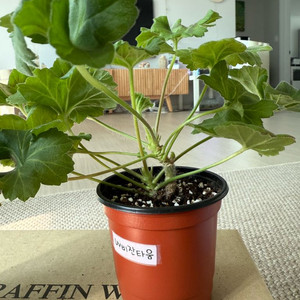 비잔티움제라늄