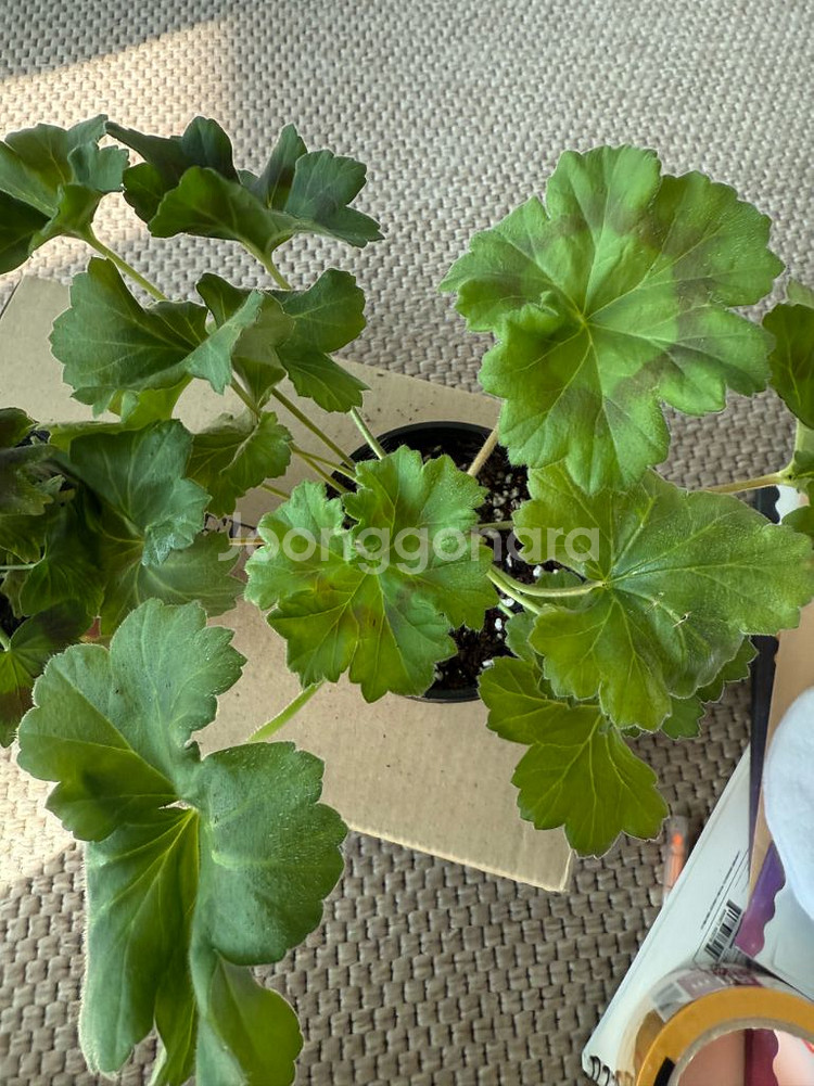 비잔티움제라늄--1