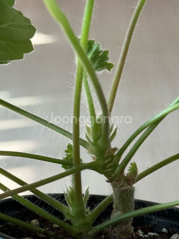 비잔티움제라늄--2