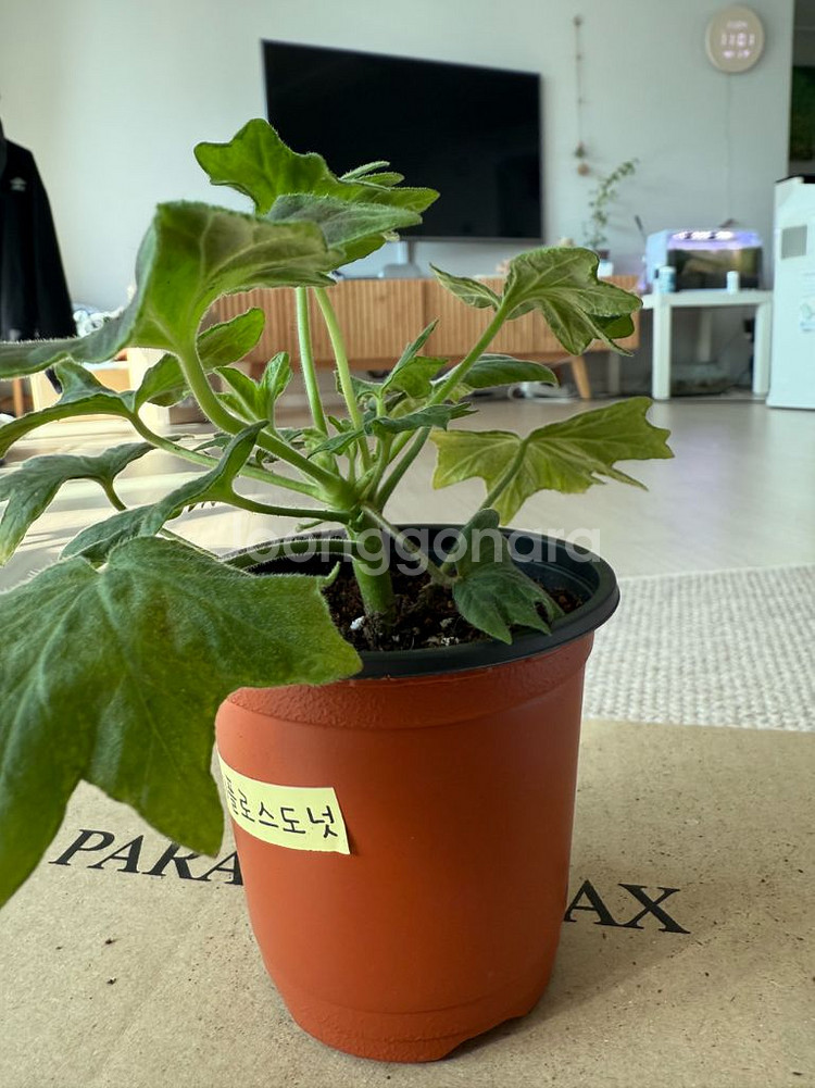 캔디플러스도넛 제라늄--0