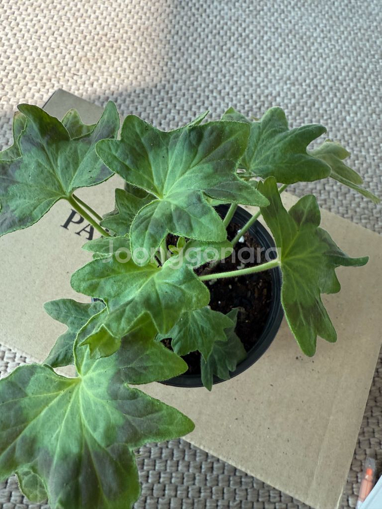 캔디플러스도넛 제라늄--1