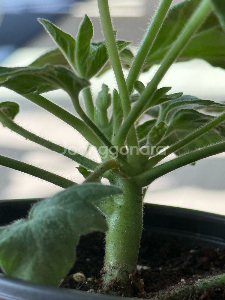 캔디플러스도넛 제라늄--2