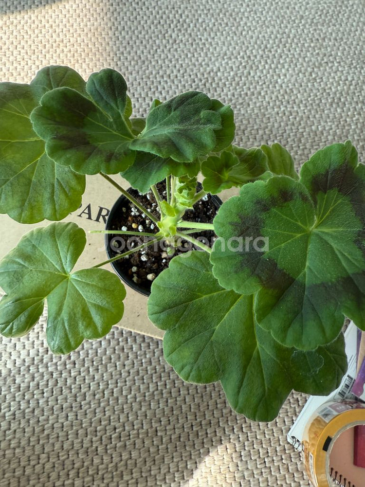 솔베이그 제라늄--1