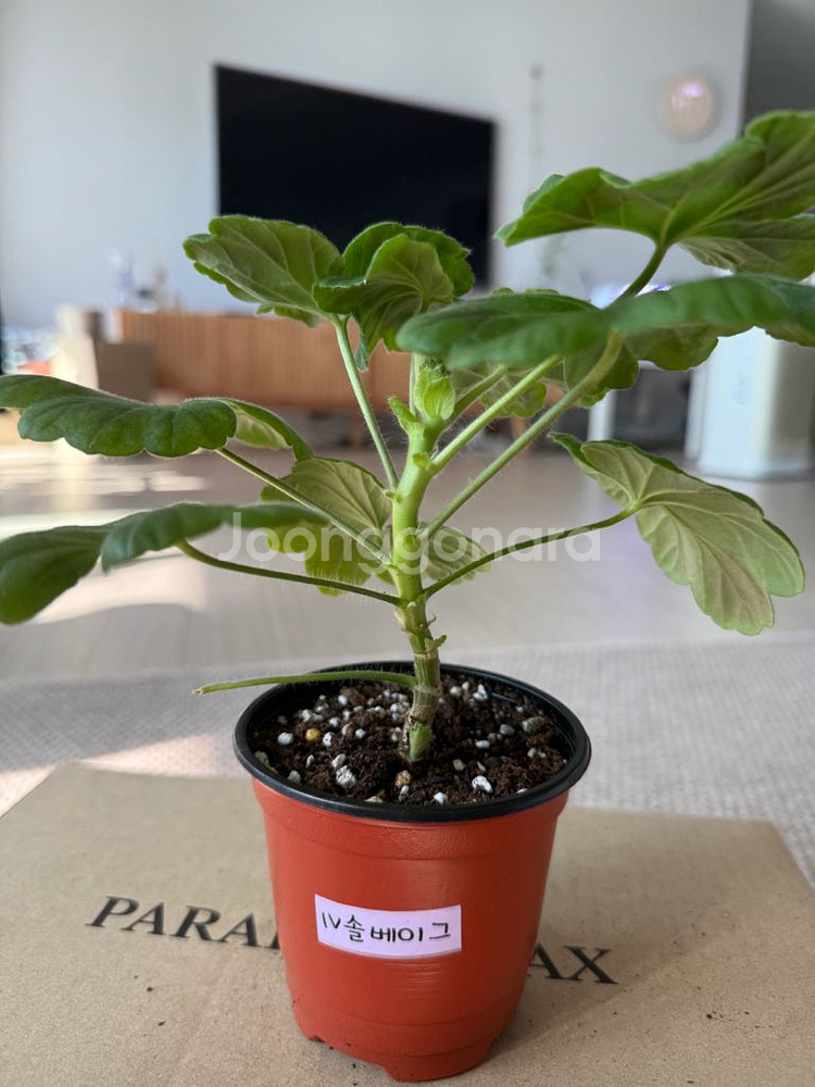 솔베이그 제라늄--0