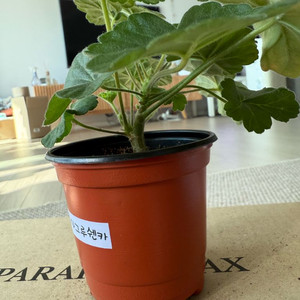 U그루쉔카 제라늄