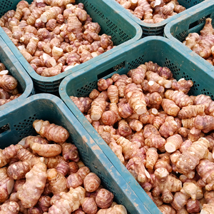 슈퍼돼지감자 즙