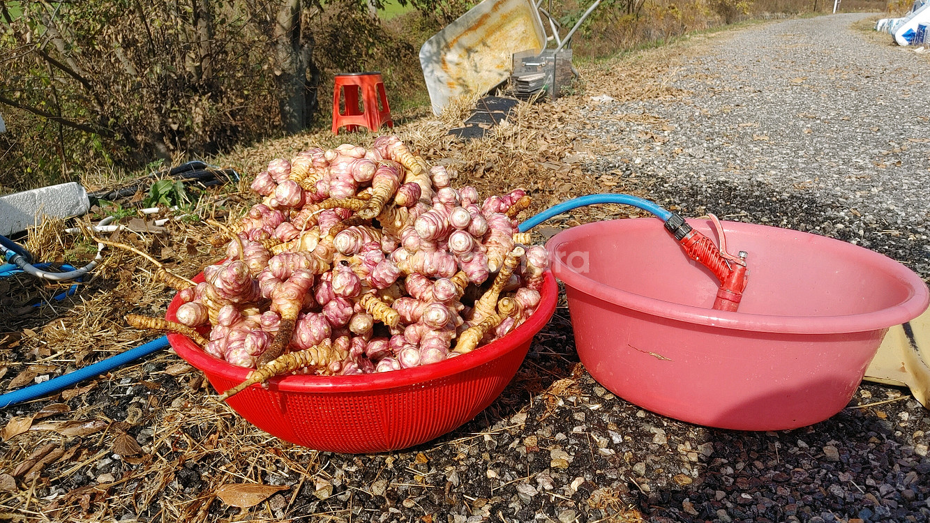 슈퍼돼지감자 즙--2