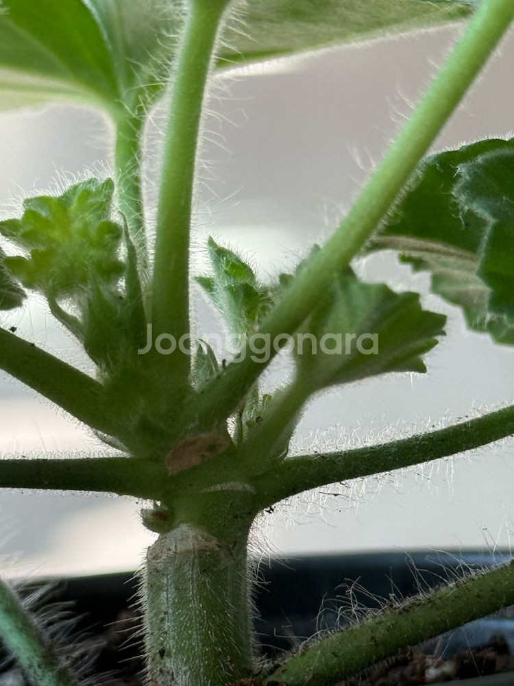 비잔틴퍼플 제라늄--2