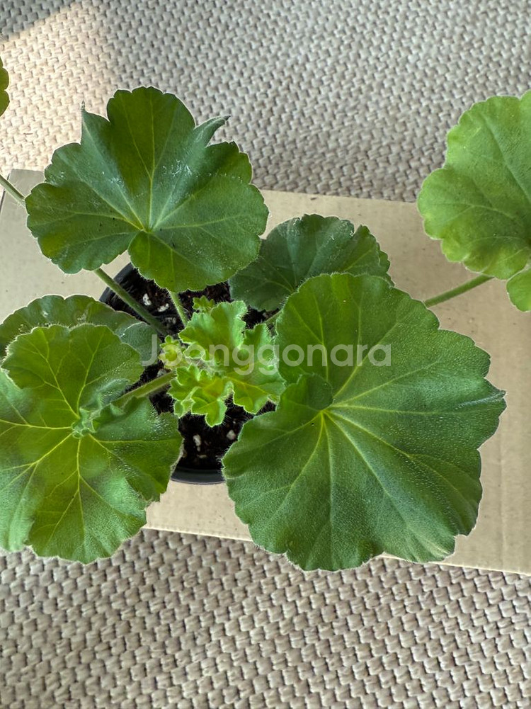 비잔틴퍼플 제라늄--1