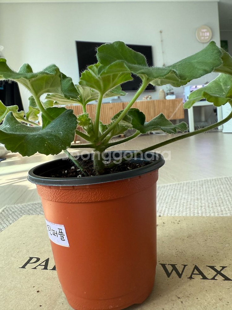 비잔틴퍼플 제라늄--0