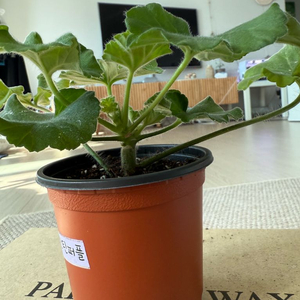 비잔틴퍼플 제라늄