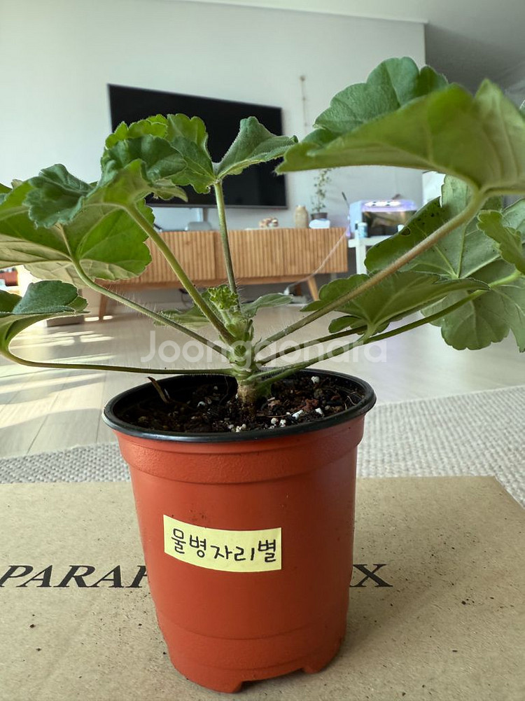 물병자리별 제라늄--0