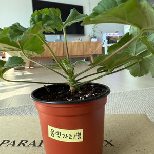 물병자리별 제라늄