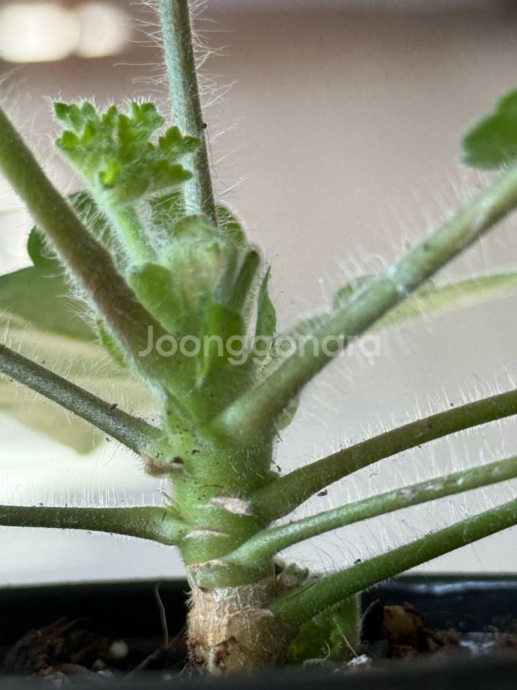 물병자리별 제라늄--2