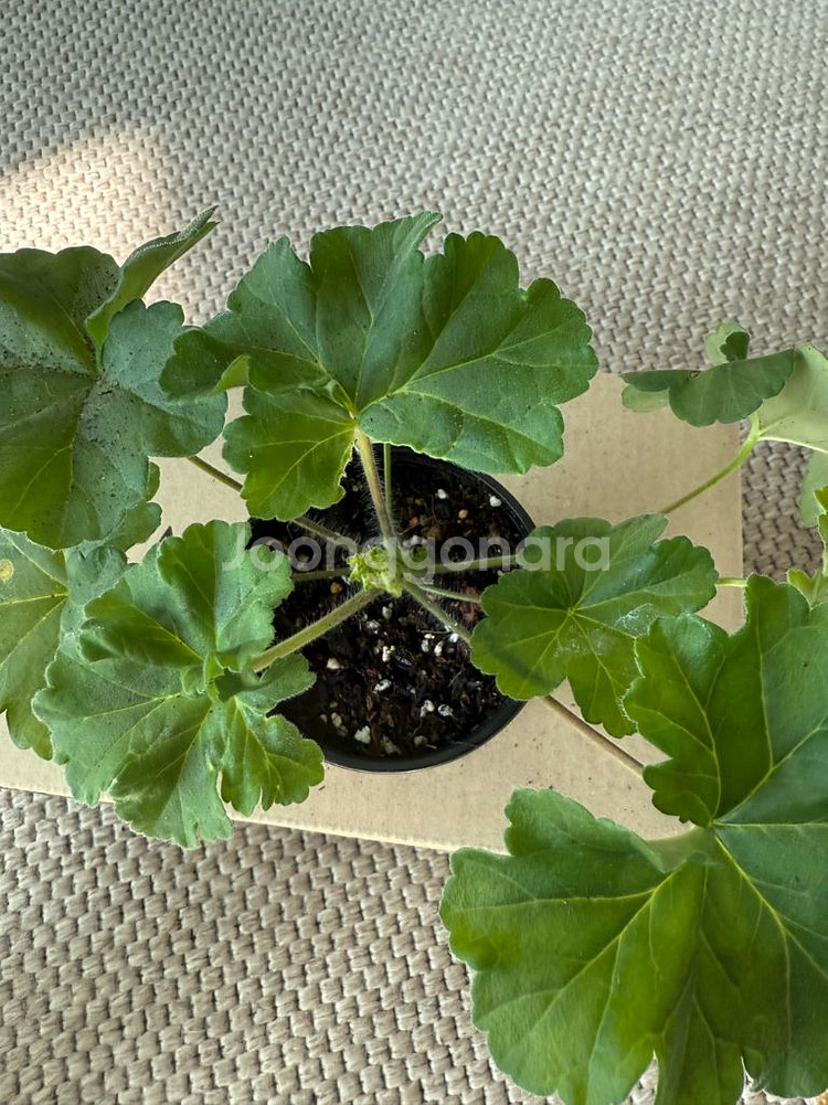 물병자리별 제라늄--1