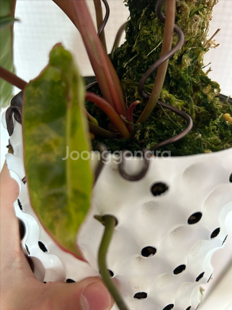 필로덴드론 빌리에티에 바리에가타--1