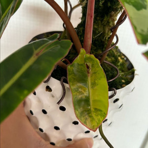 필로덴드론 빌리에티에 바리에가타