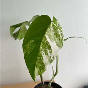 몬스테라 알보 바리에가타 식물 화분