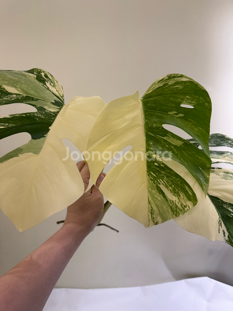 몬스테라 알보--1