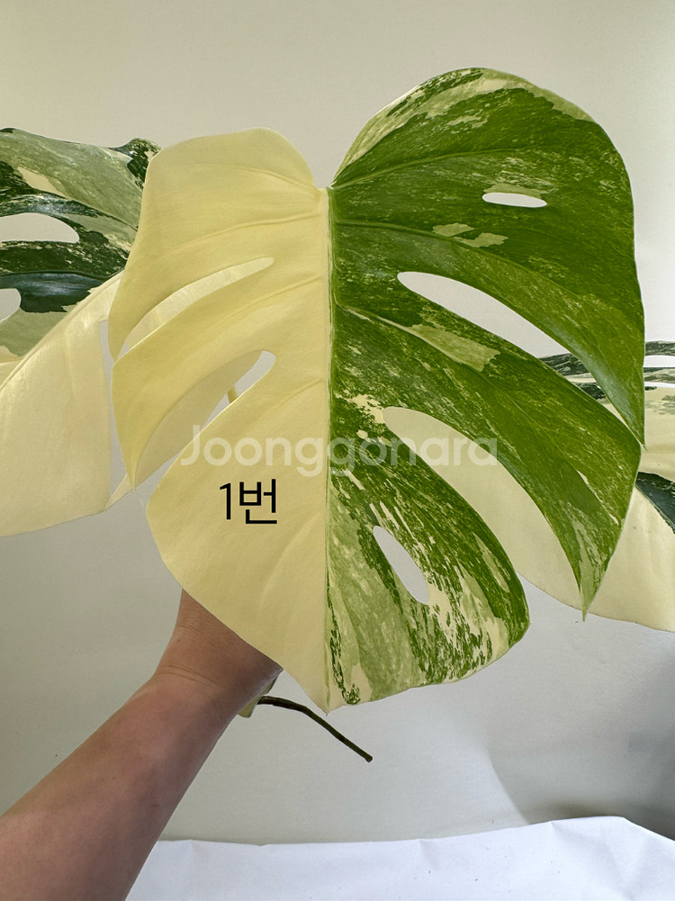 몬스테라 알보--0