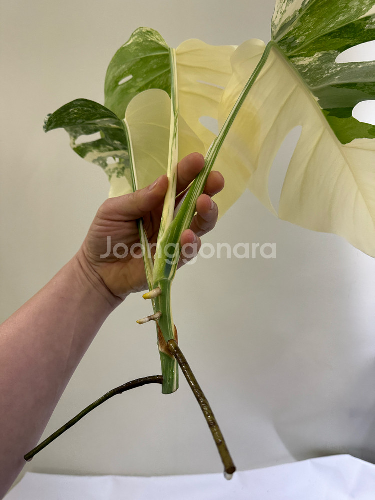 몬스테라 알보--2